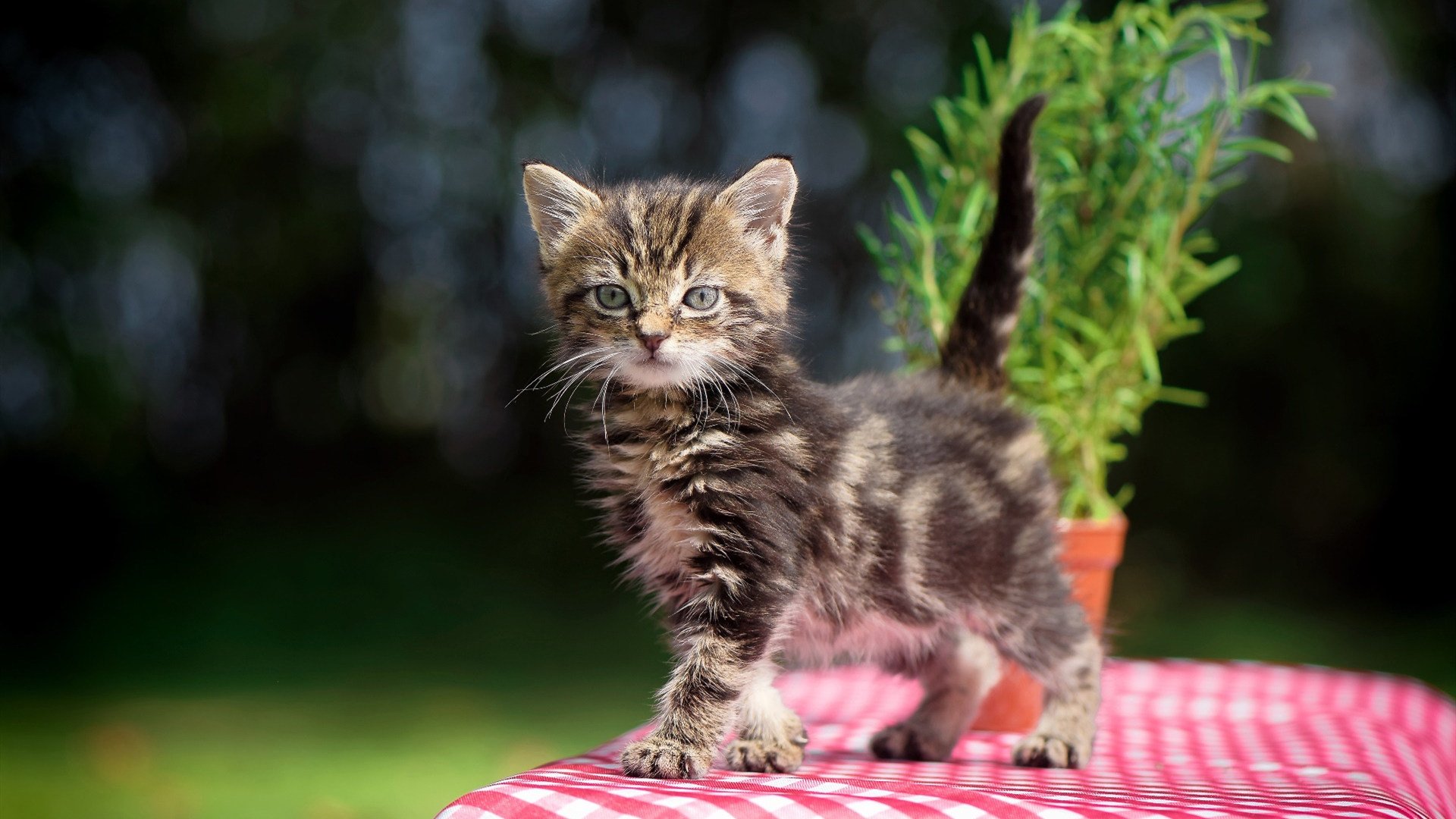 开云体育博彩-_极速喷气背包表演：冲破天际的速度快感_，喷气背包能飞多高