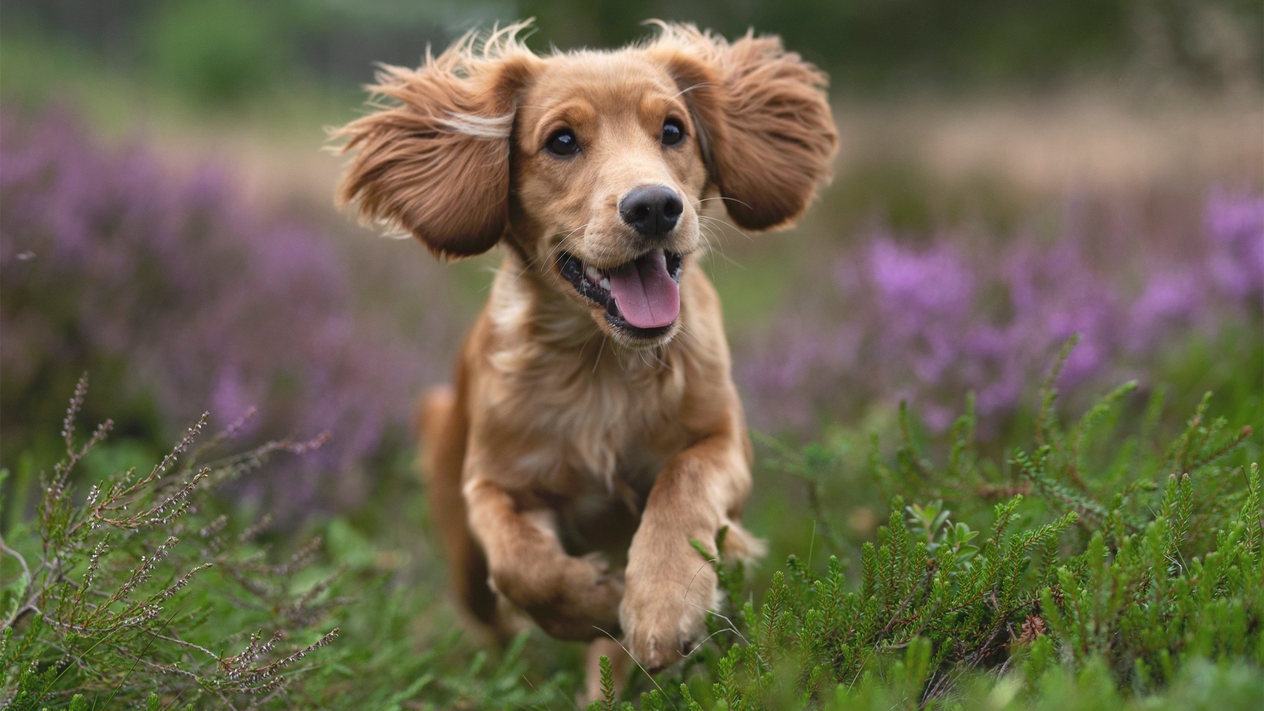 开云体育平台APP-【传奇故事】奥沙利文：三十年赛场的精彩瞬间，奥沙利文集锦