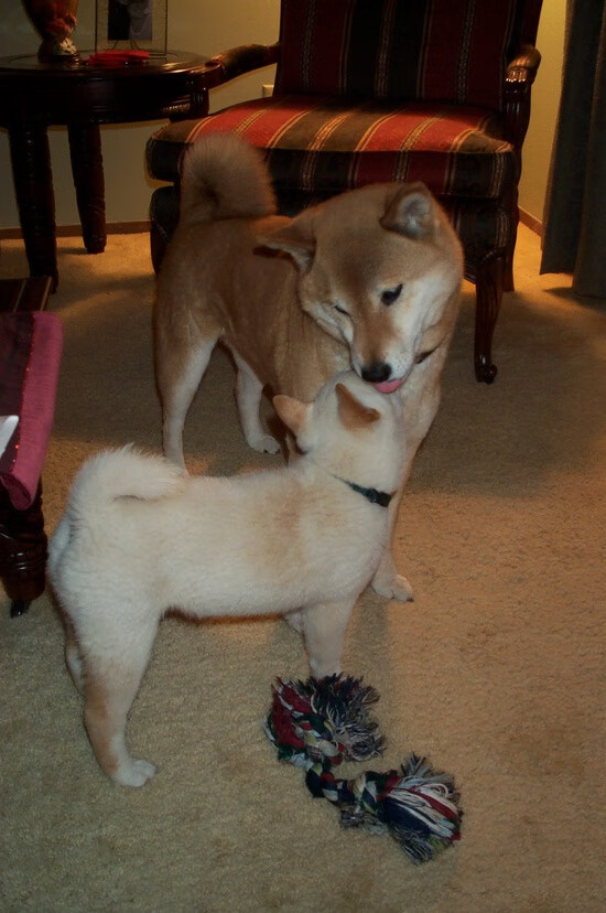 开云体育下载入口-失误成败!上海队关键时刻连续失误,错失反超良机,上海队夺冠阵容