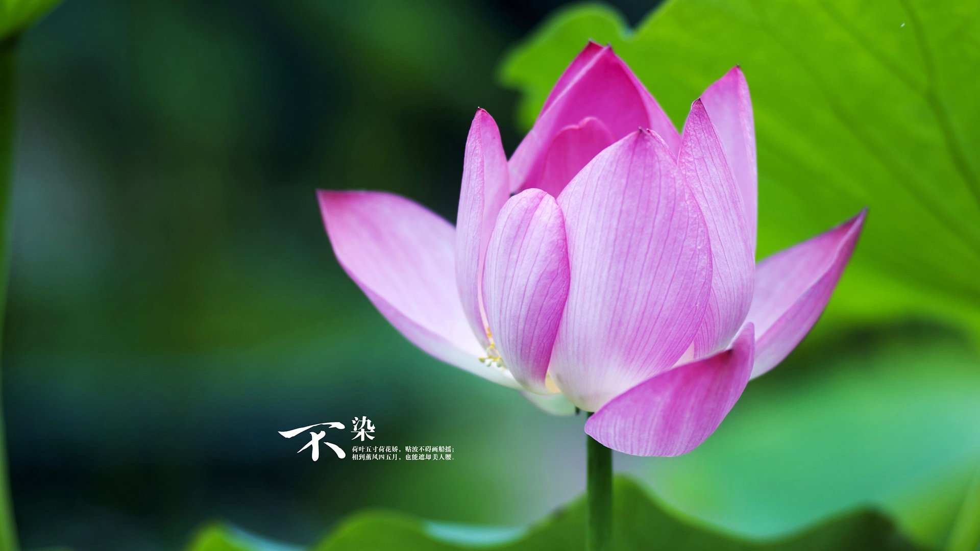 kaiyun app-穿越火线 CFPL夏季赛赛程公布 各大战队积极备战，cfpl夏季赛2021赛程