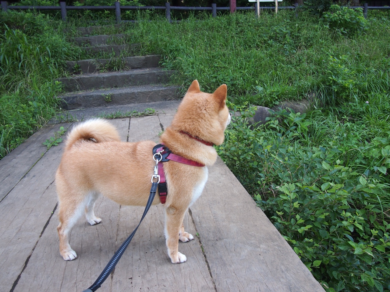 开云官网-NBA球队训练计划科学设计与执行效果评估,nba球队队训大全