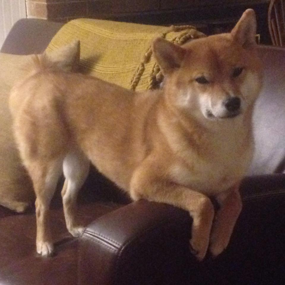 开云网页版-中国篮球职业联赛裁判员执法公正性研究,中国篮协颁发的裁判员证书