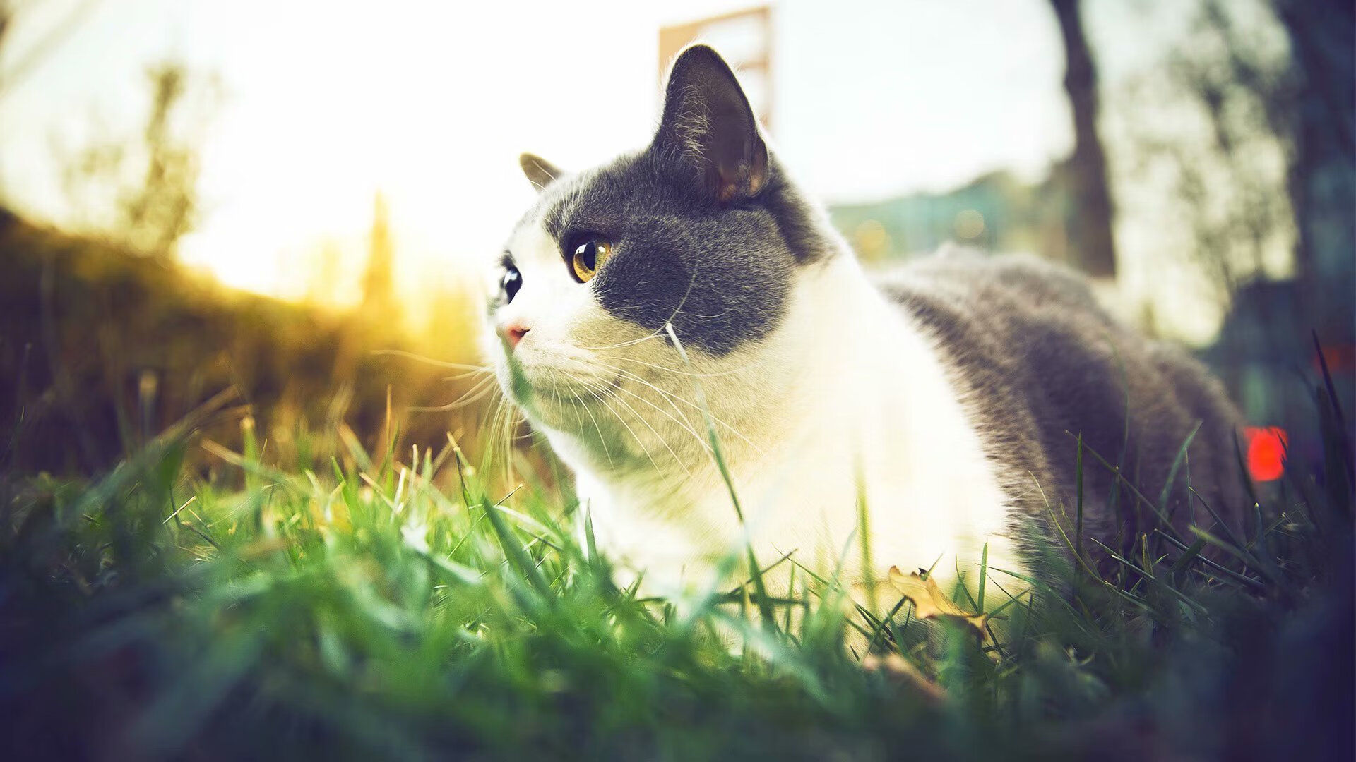 开云体育客户端-国足年度球员攻防转换能力评分分布图,国足技术统计